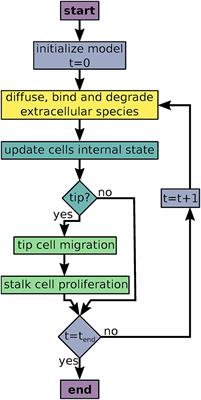 Computational Modeling to Quantify the Contributions of VEGFR1, VEGFR2, and Lateral Inhibition in Sprouting Angiogenesis